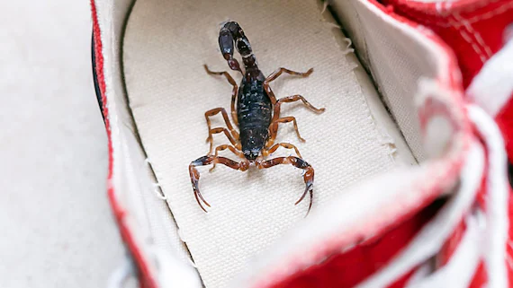 What Does It Mean to Find a Scorpion in Your Home? Symbolism, Causes, and What to Do